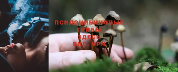 ПСИЛОЦИБИНОВЫЕ ГРИБЫ Абаза
